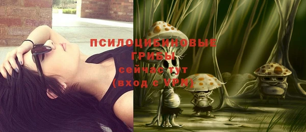 гашик Пересвет